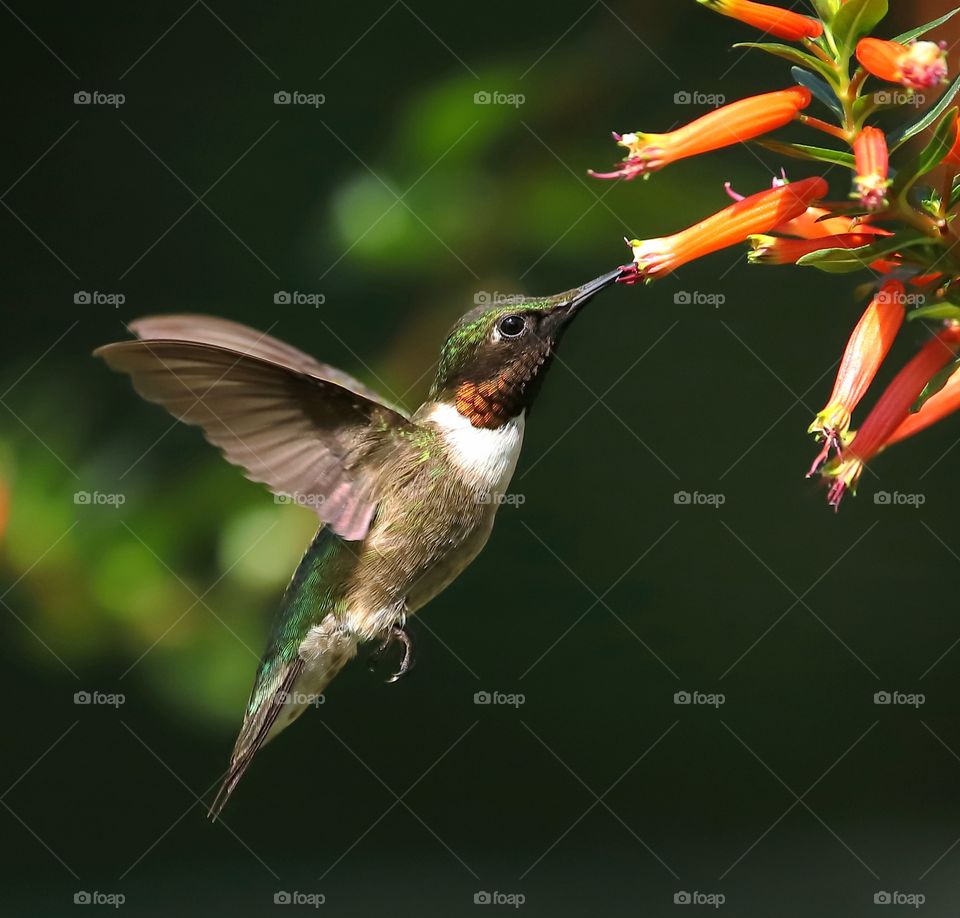 male ruby-throated hummingbird