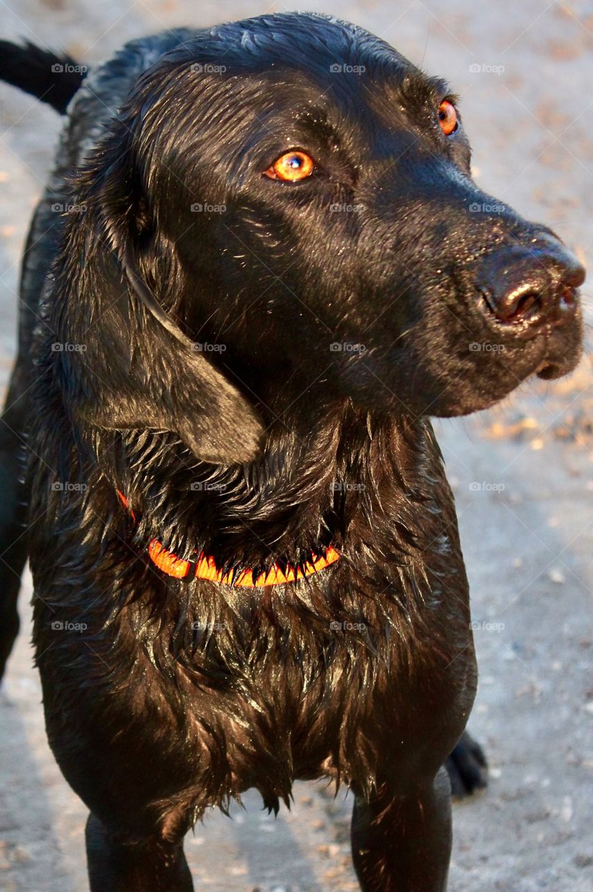 Close-up of a black dog