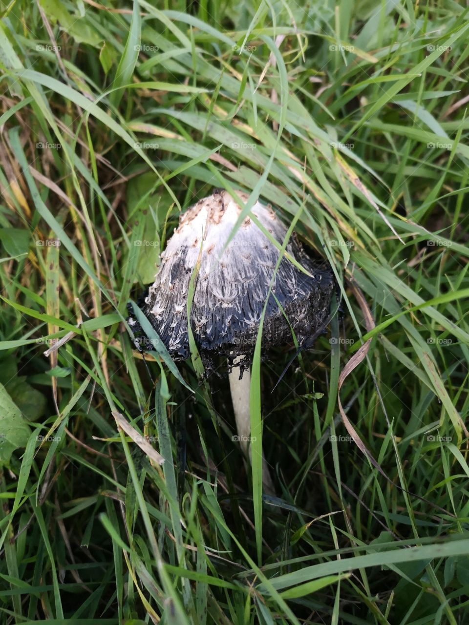 Closeup of toadstool