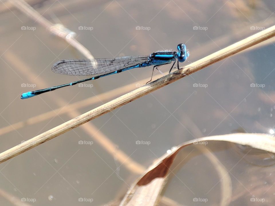 Blue Dragonfly on the river