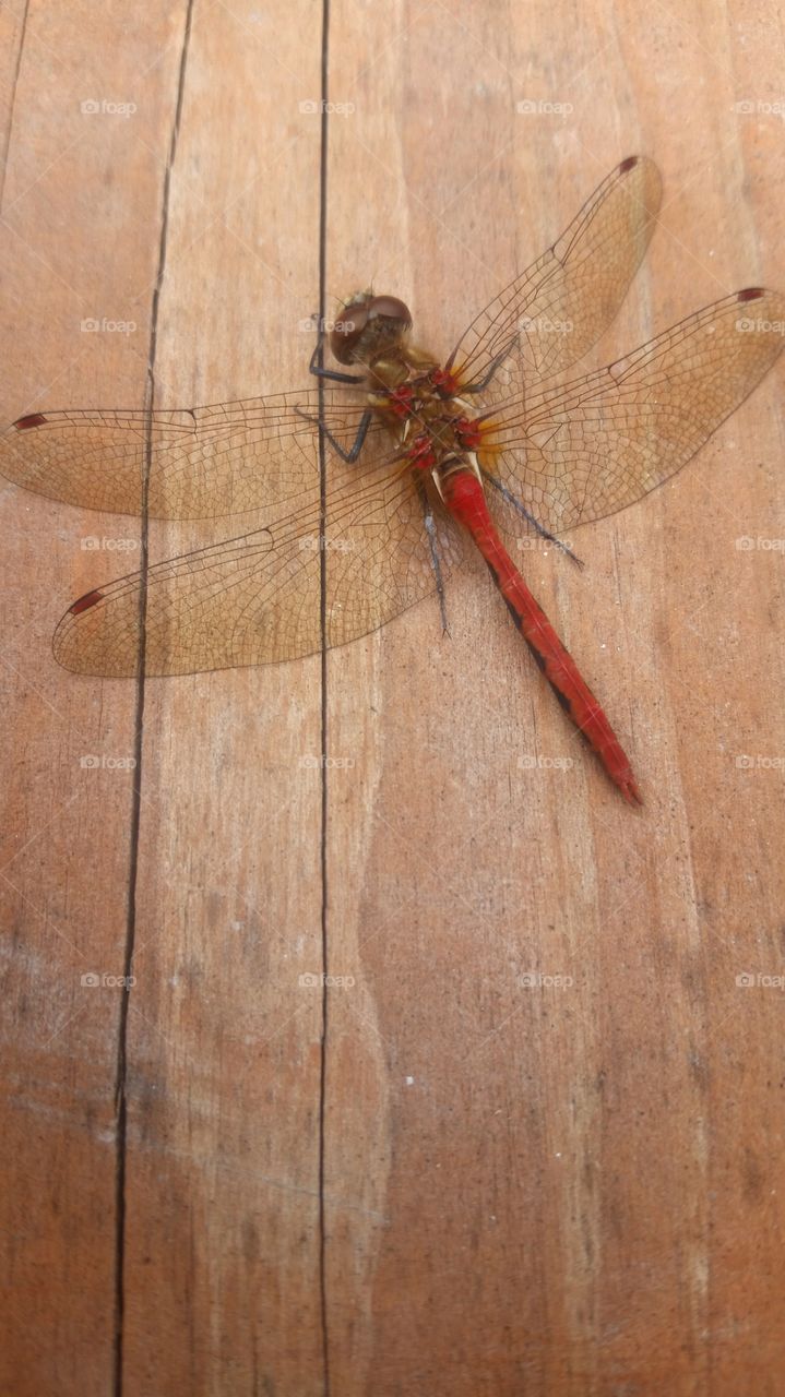 Red Dragonfly