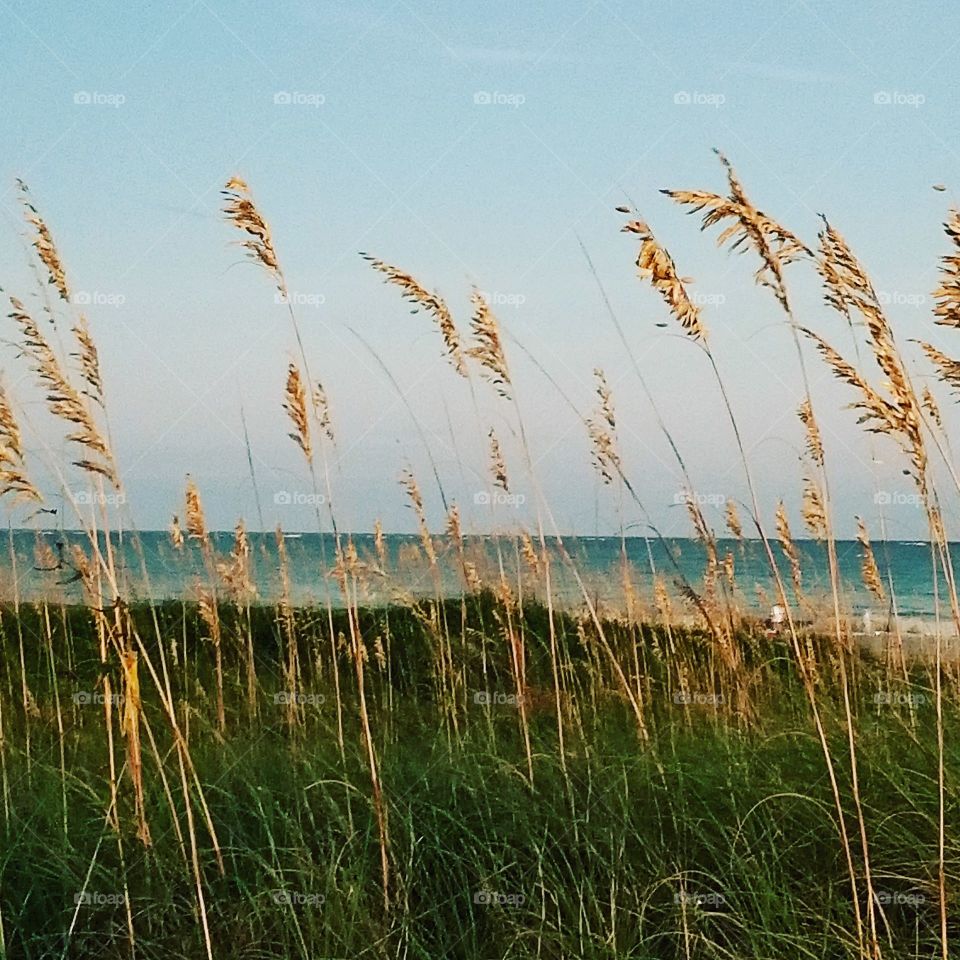 The Atlantic Ocean through the reeds