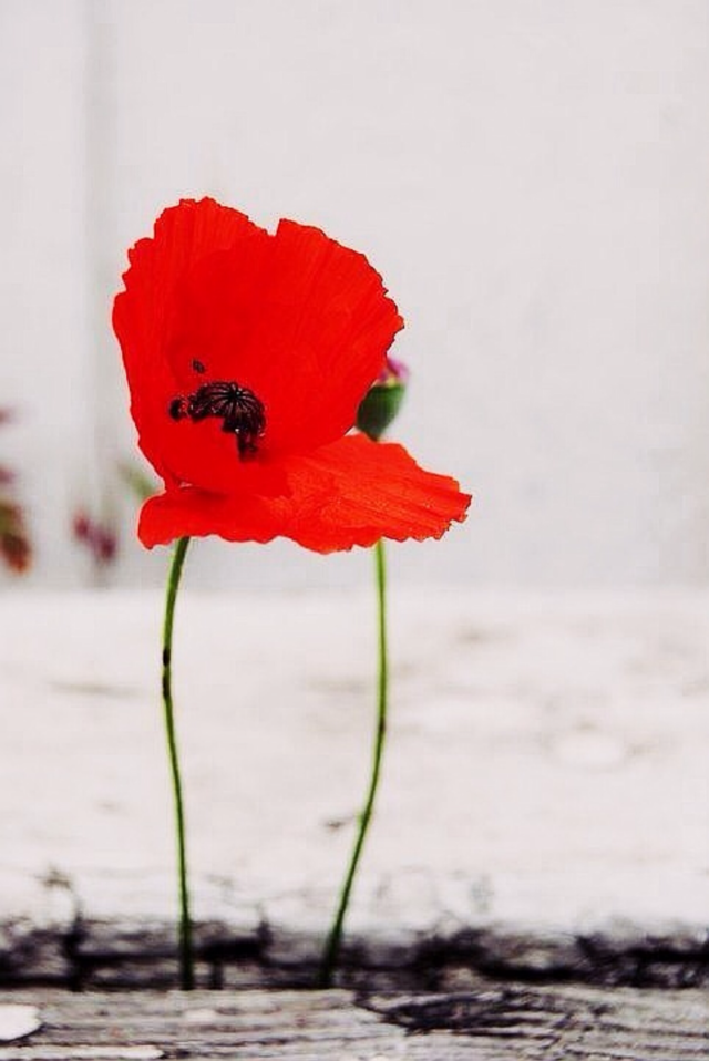 flowers flower red white by merethe