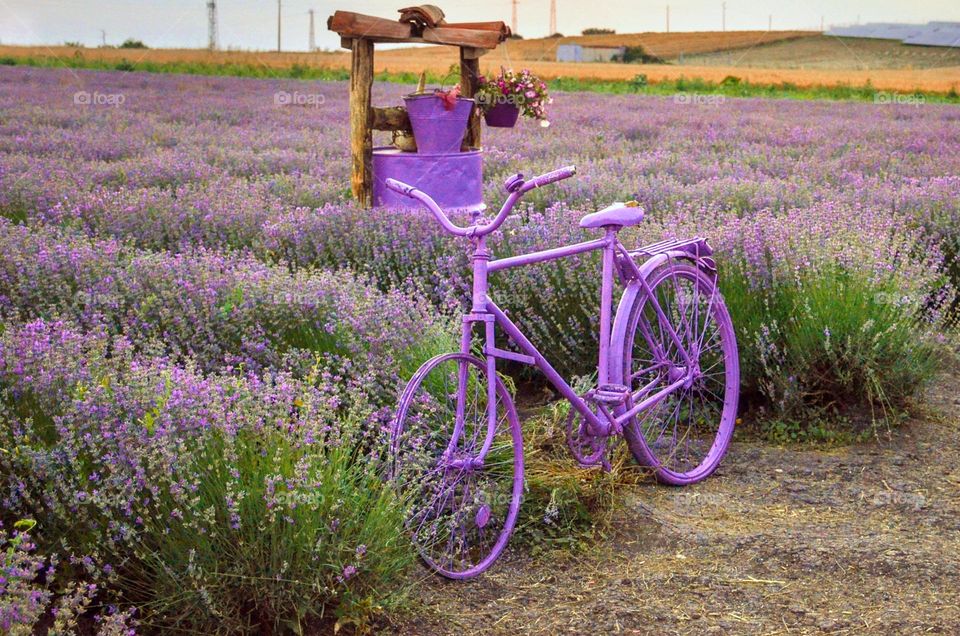 The beauty of lavender