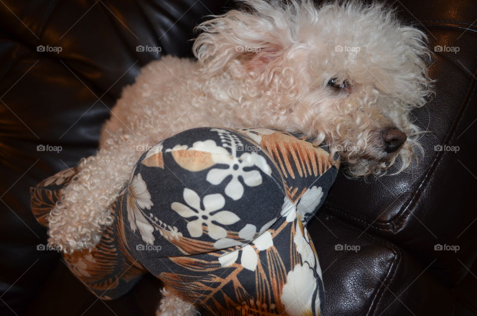 Lazy day chill for my dog.