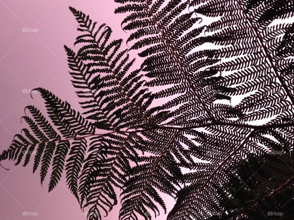 Plant silhouette (3)