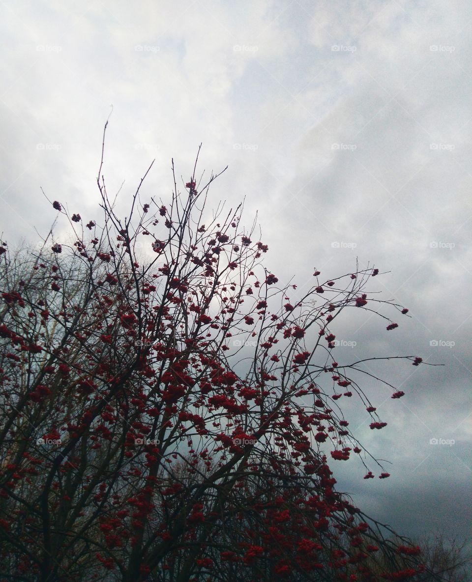 Rowan. Mood: siberian autumn. Russia