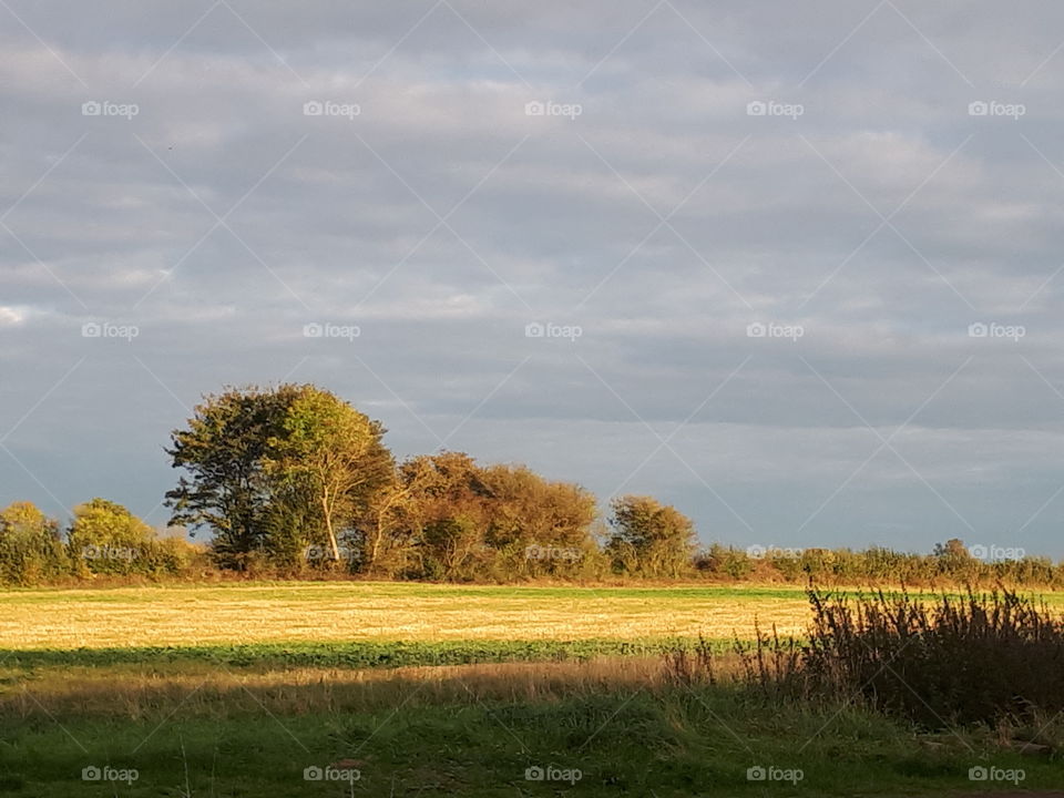 Sunlit Field