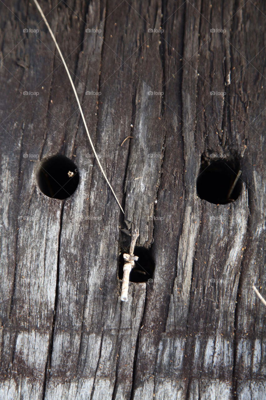 face plank texture wooden by king