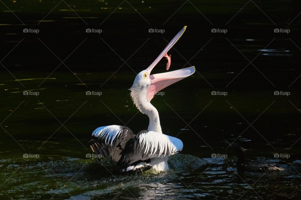 Pelicans are catching fish to eat