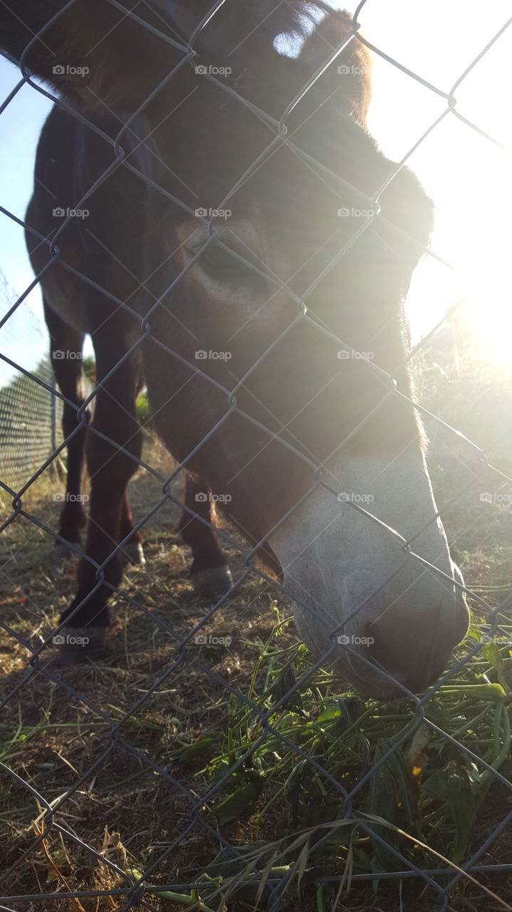 No Person, Mammal, Outdoors, Fence, Nature