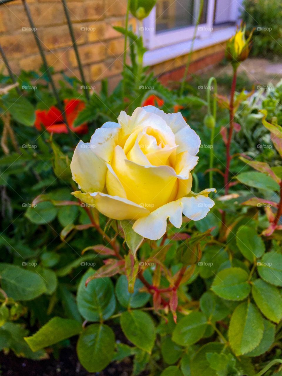 Teasing Georgia - this rose begins with pink and slowly turns into yellow, teasing indeed!