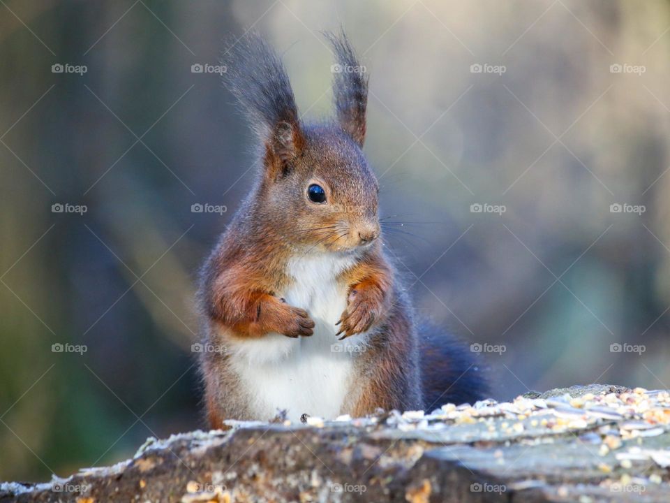 Cute eurasian red squirrel portrait