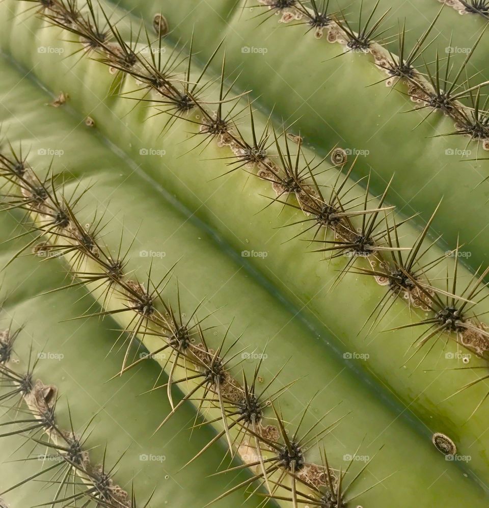 Cactus Needles