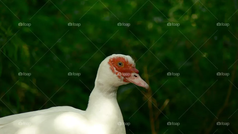 Gans