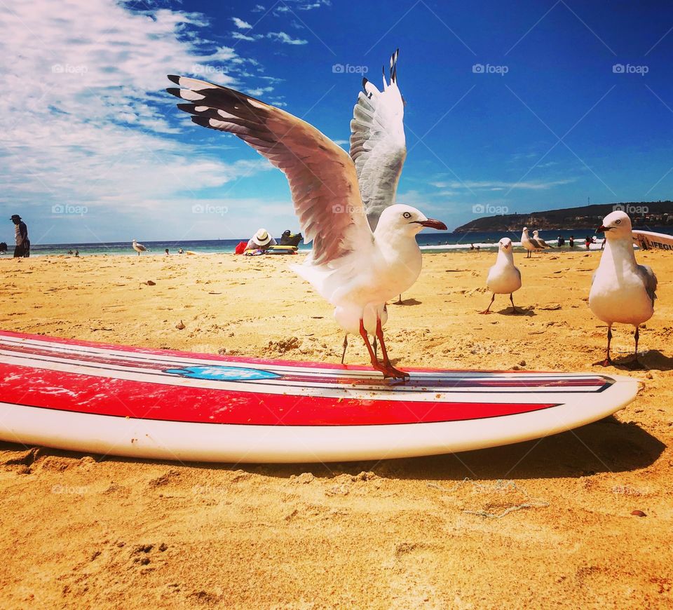 Landing on a surfboard gull