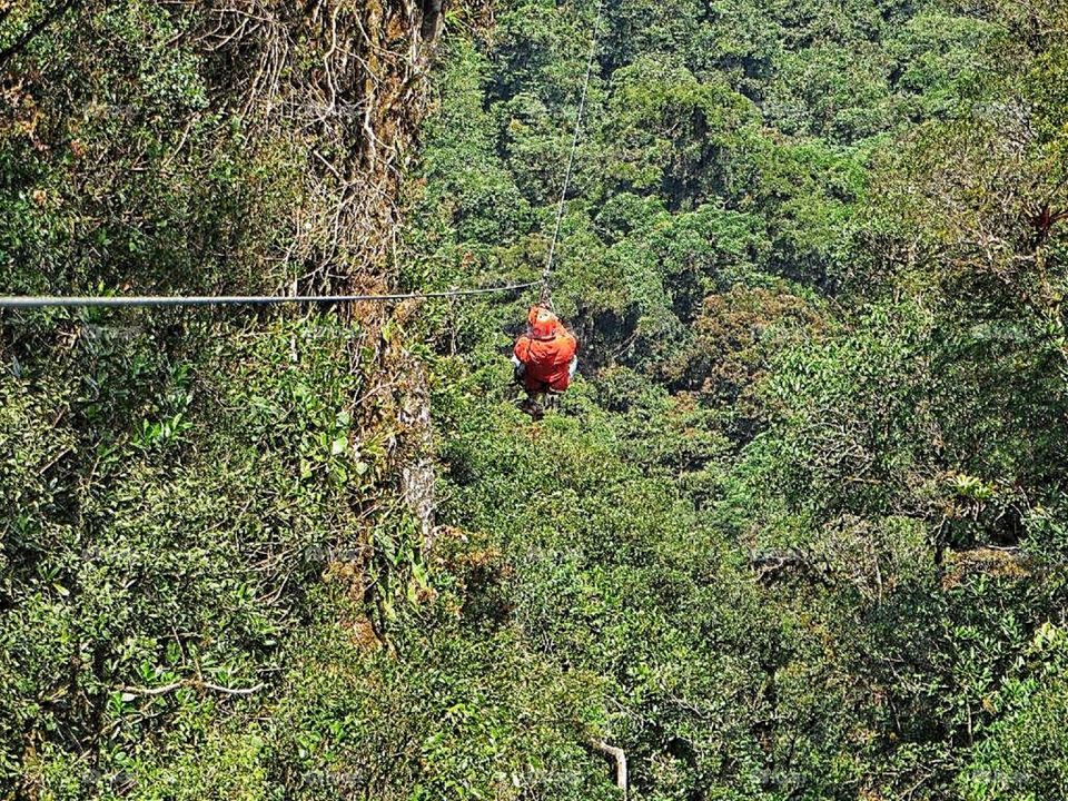 Tree canopy ride