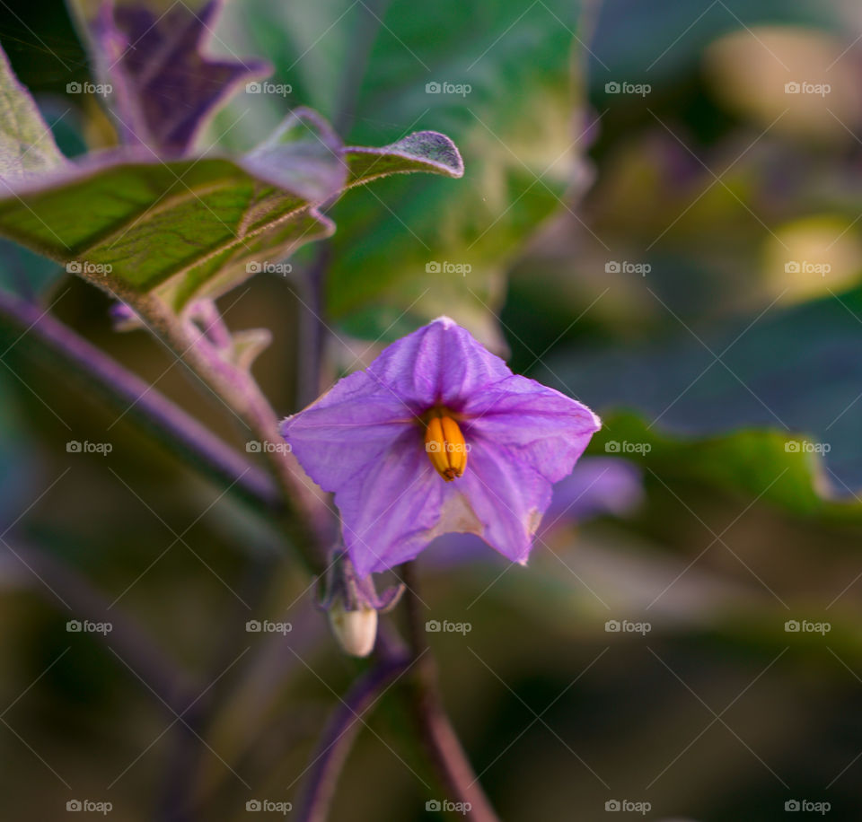 Flowering Eggplant 