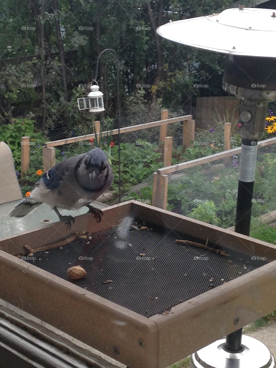 Beautiful bluejay