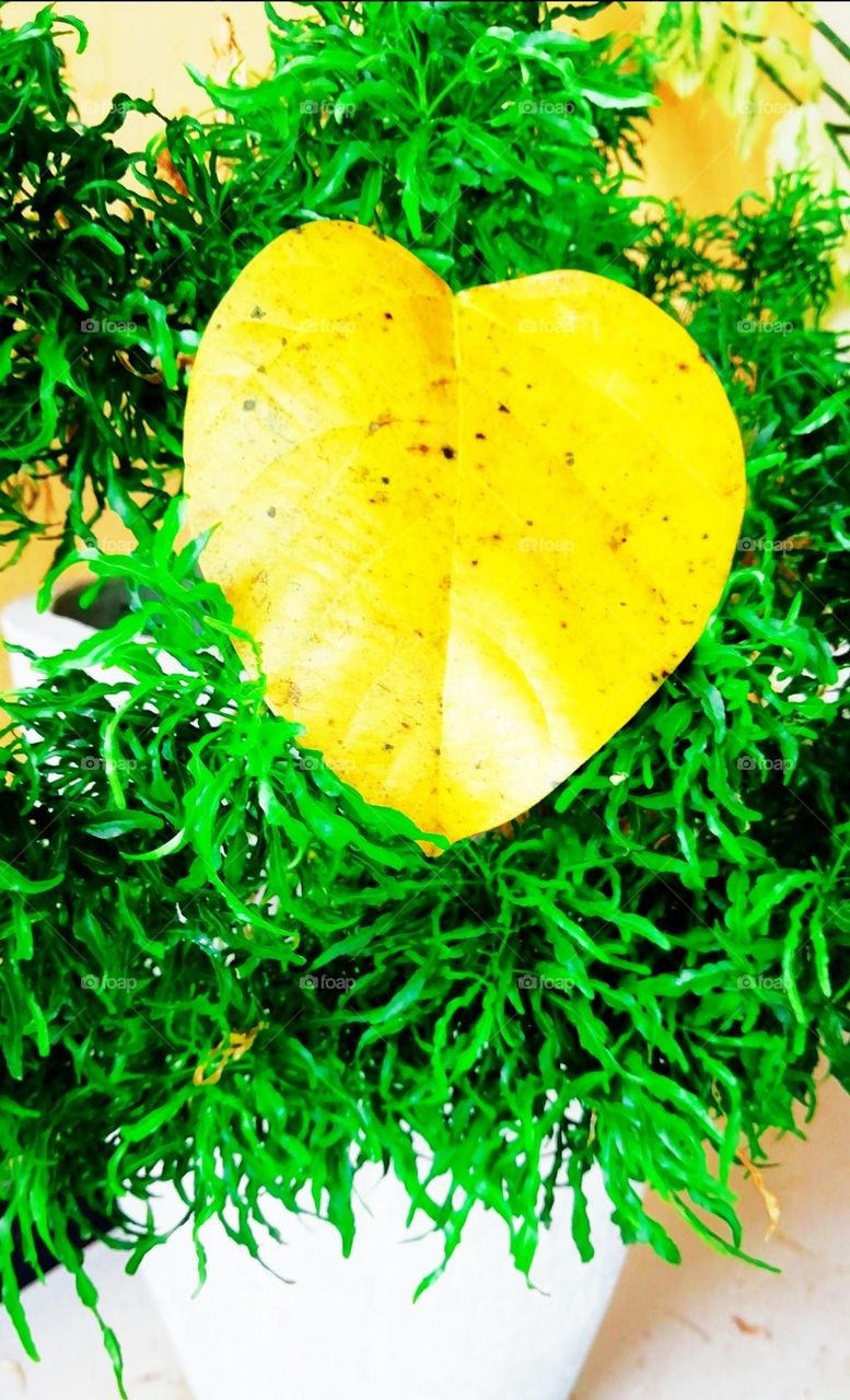 Green mixed yellow colours