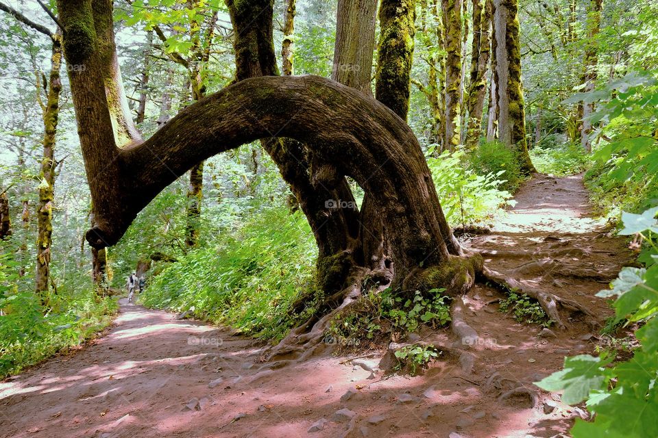 trail in the forest