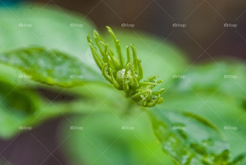 beautiful macro shot 