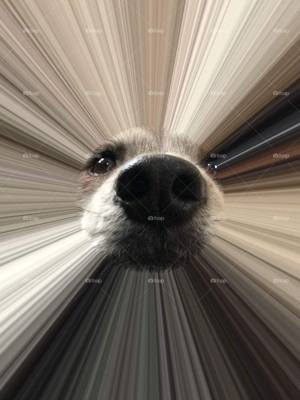 Dog face with ipad filter
