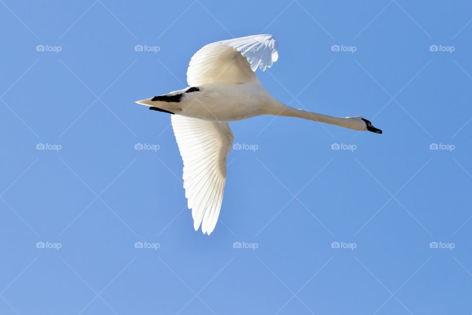 Close-up on beautiful white swan in flight, spread wings, clear blue sky - närbild på en vacker vit svan som flyger mot blå himmel 