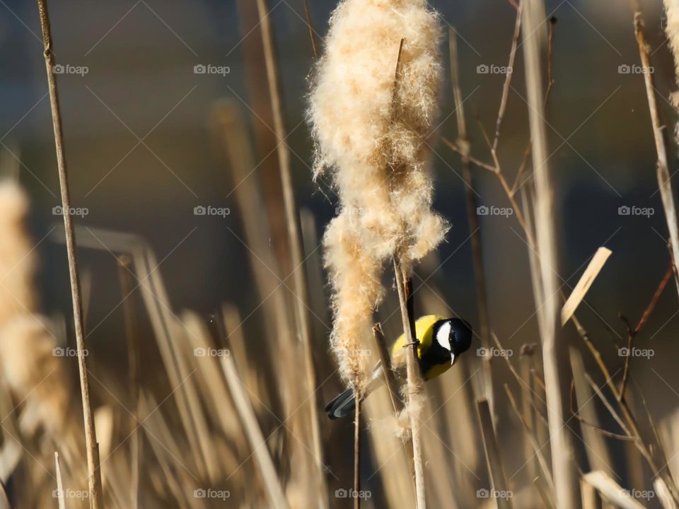 Great tit