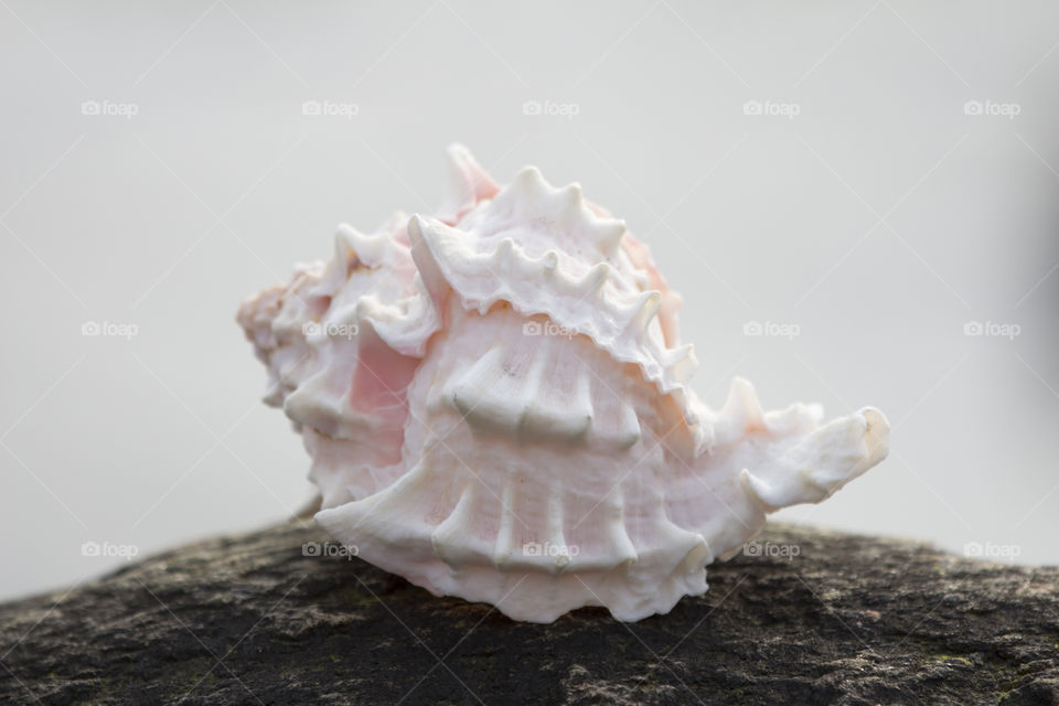Spiked seashell on rock