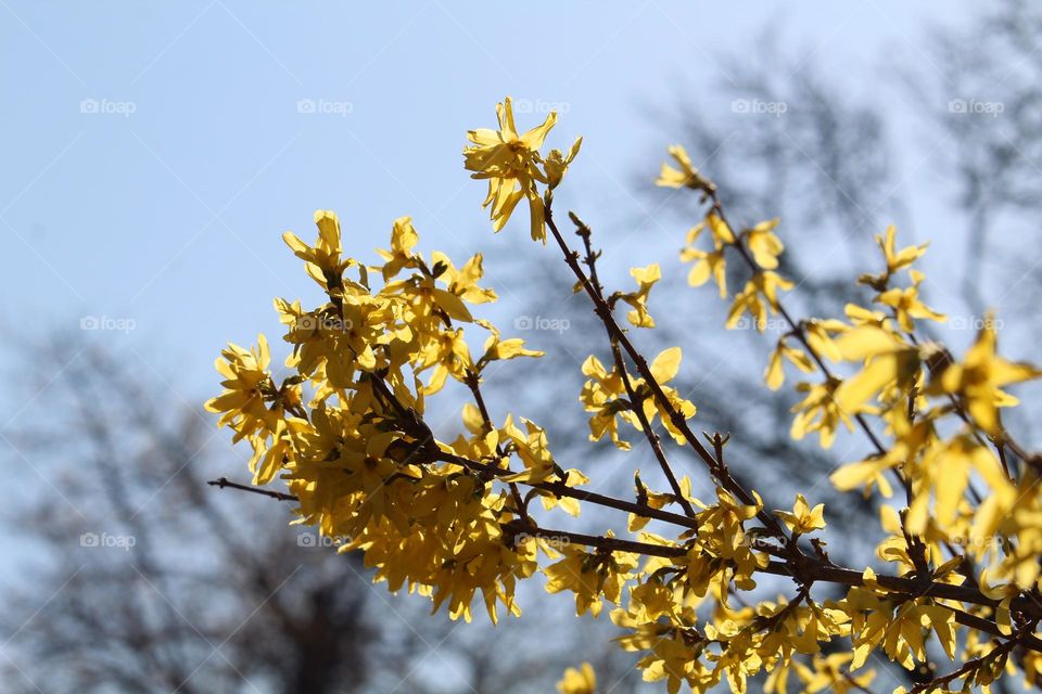 Yellow spring flowers