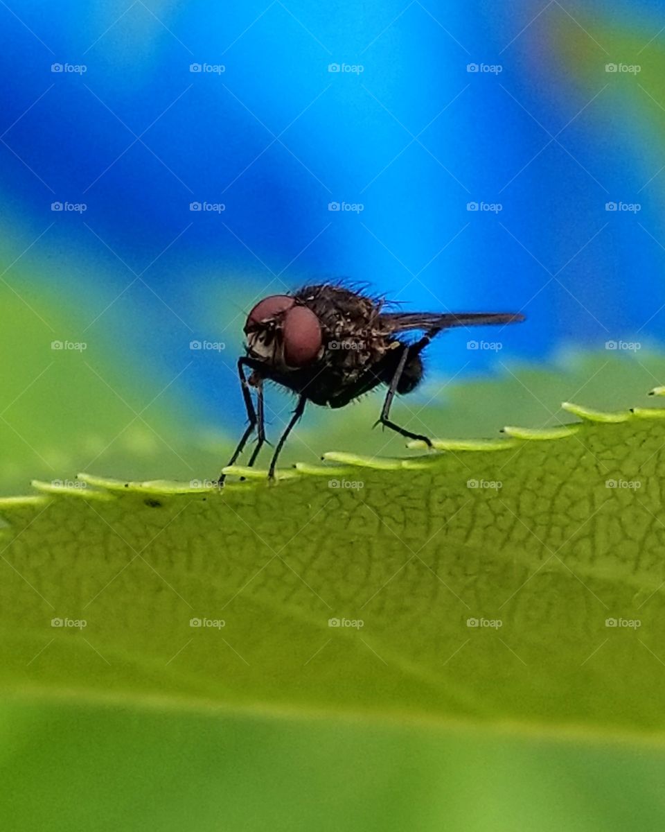 Little black fly on leaf