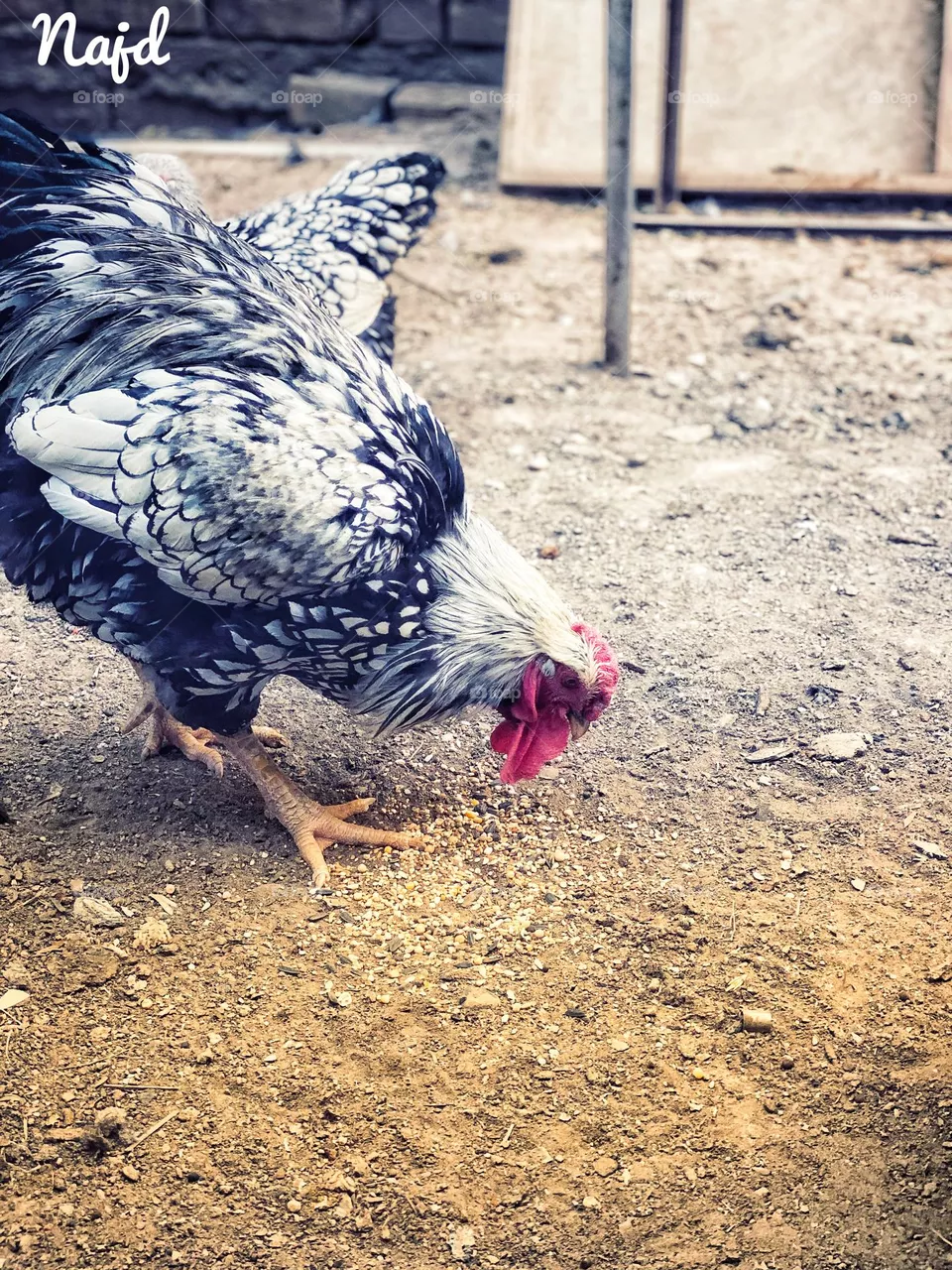 Chicken