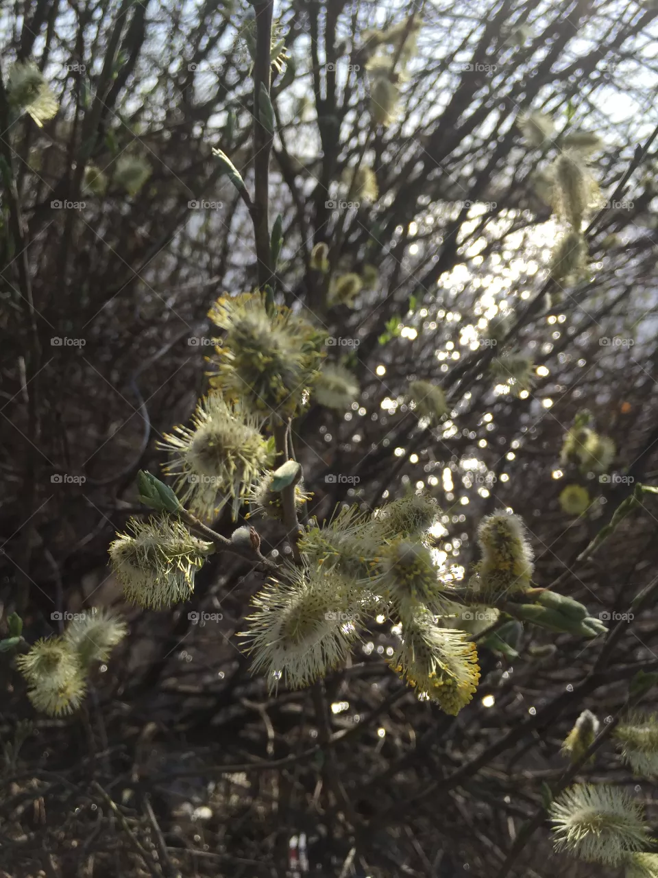 Willow 