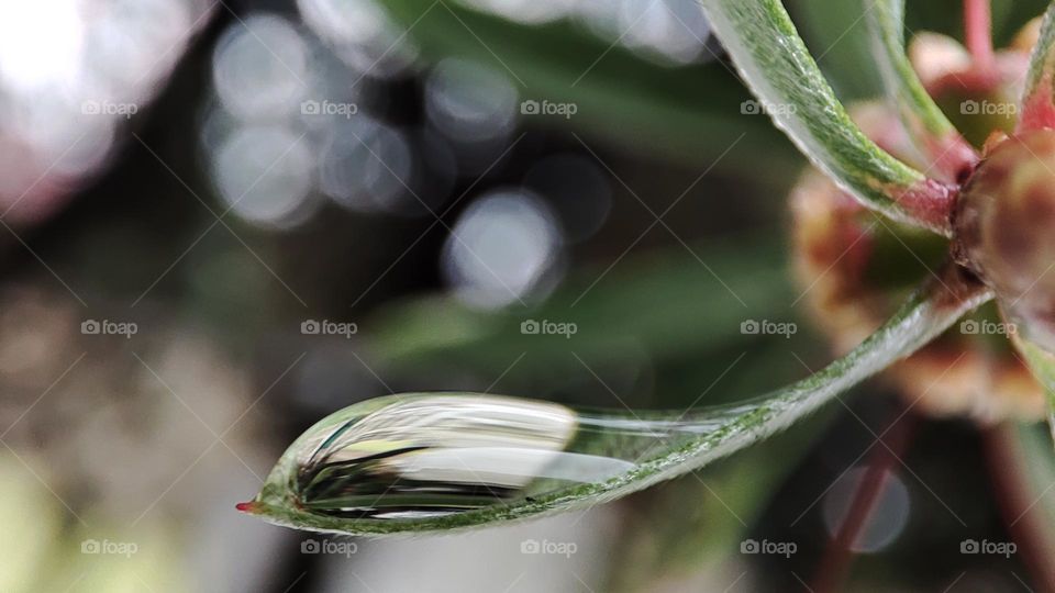 Droplet on leaf