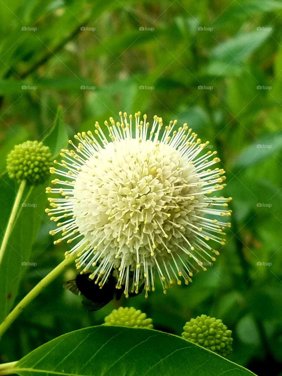 Nature, Flora, Leaf, No Person, Summer