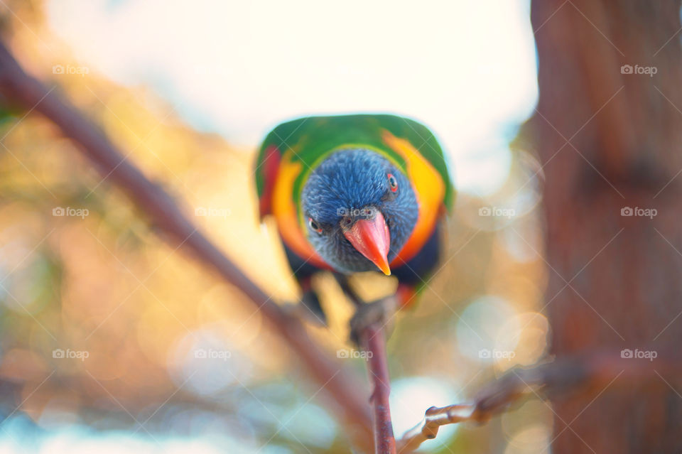 Rainbow lorikeet
