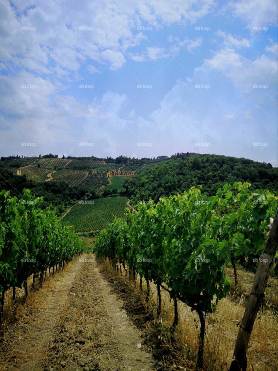 vineyard in Chianti Italy with a blue sky