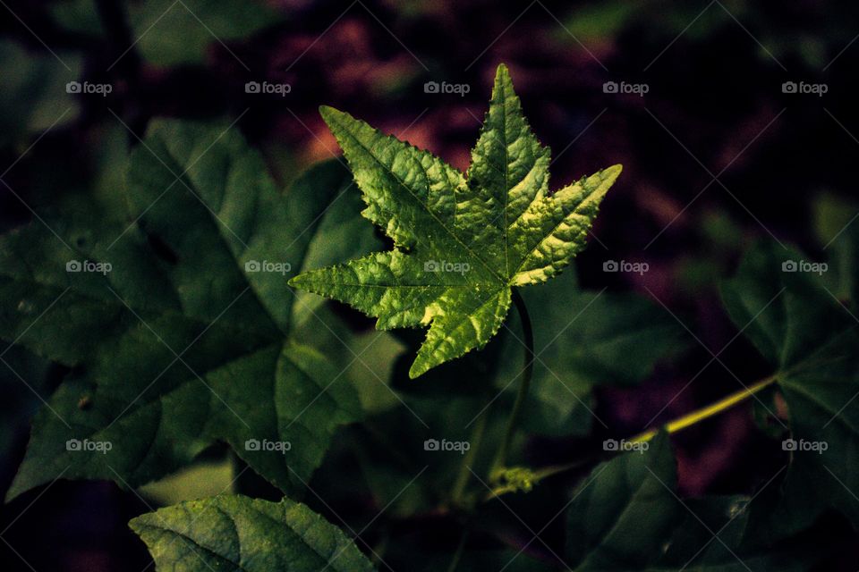 glossy leaf