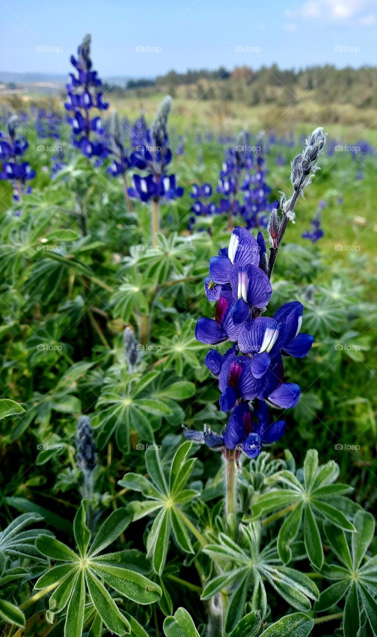 The mountain lupine