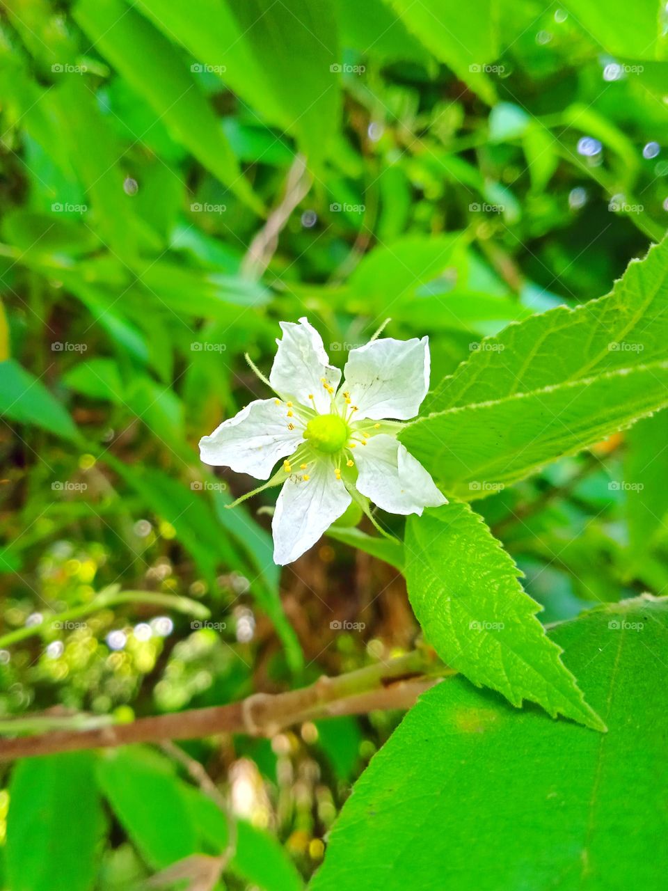 Wild Flower