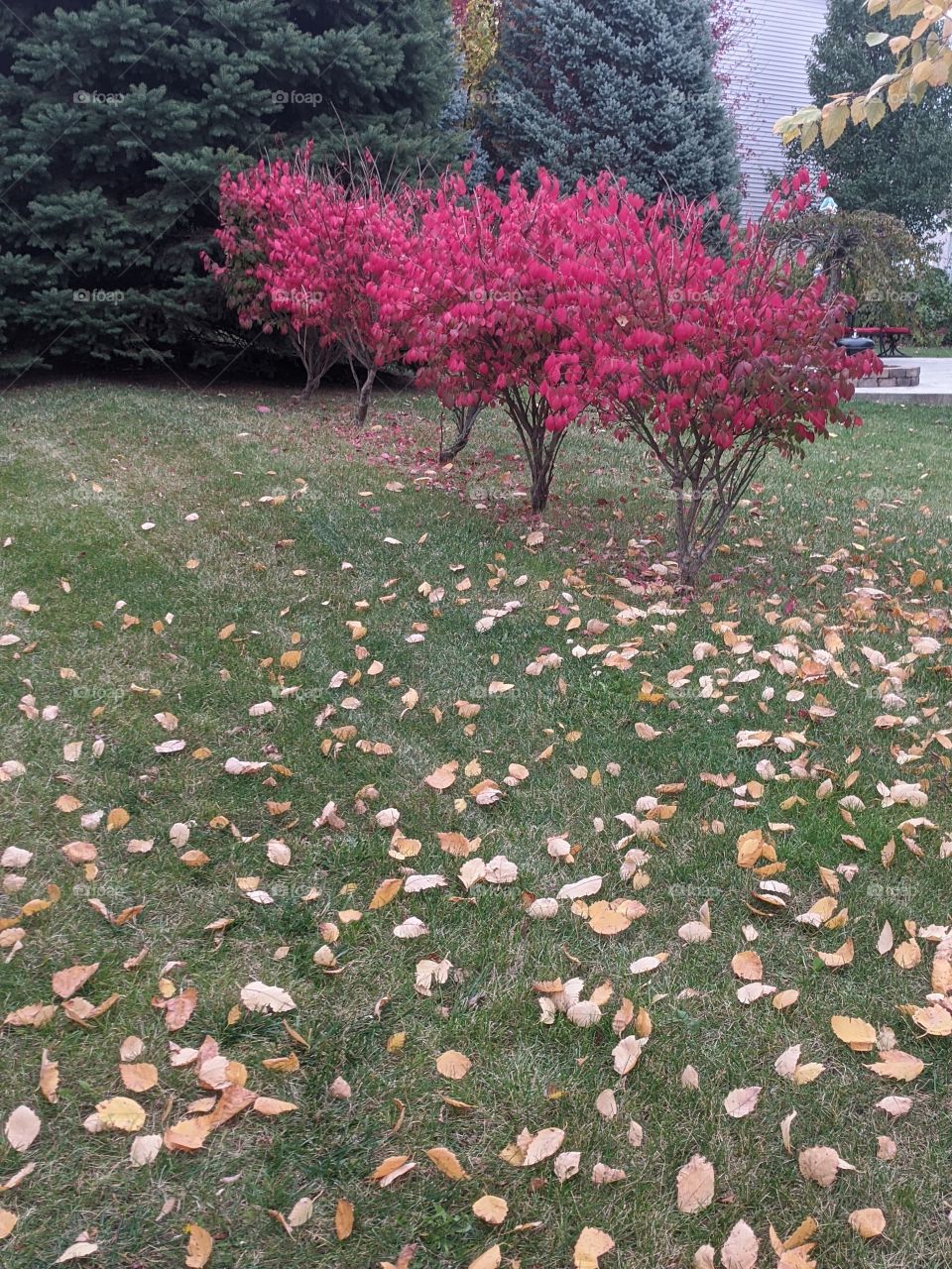 The season of "Autumn " makes the nature beautiful with colourful flowers and trees that changes their green leaves to beautiful colours ❤️❤️❤️