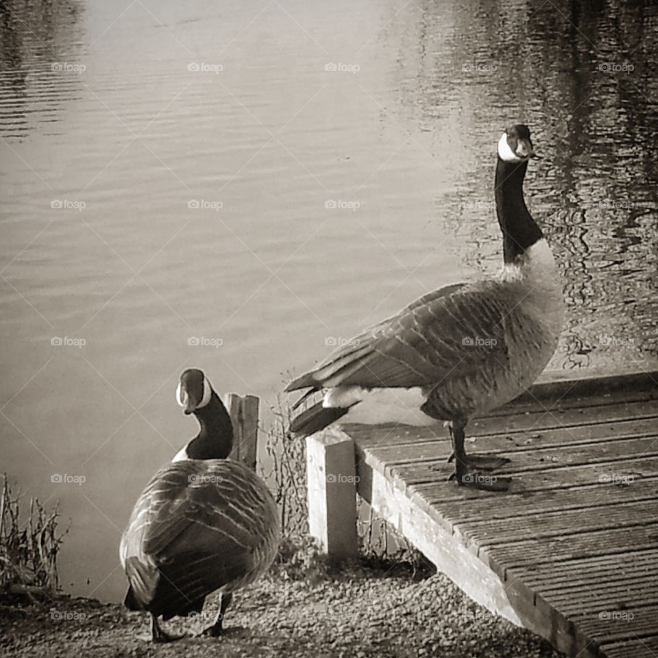 B&W Canada Geese on lake bank