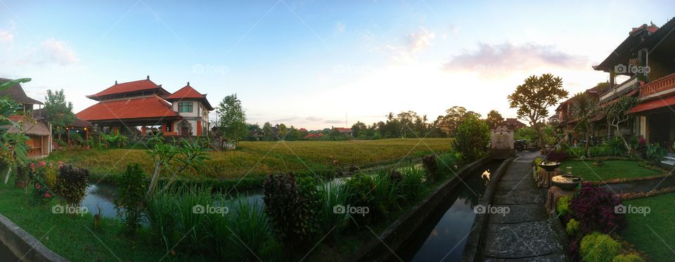 Bali, Ubud, Rice field