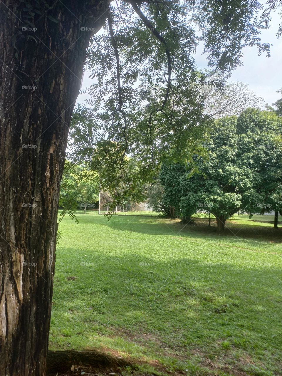 Árvores frondosas, são aquelas que possuem muitas folhas proporcionando uma cobertura densa e sombra abundante