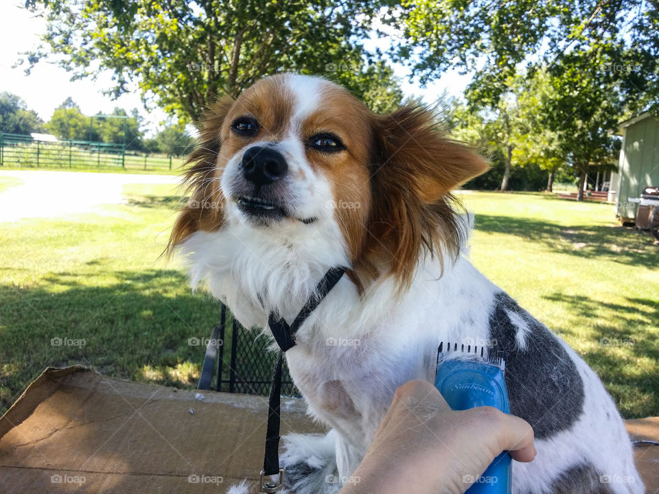 Loves to be Groomed