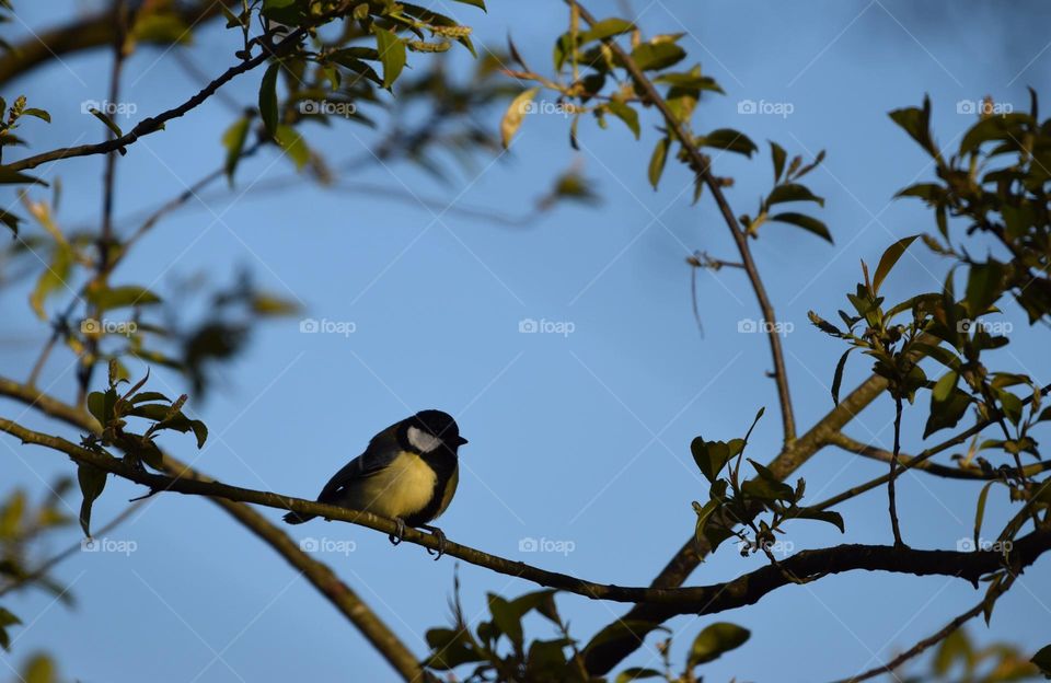 Songbird and blue sky