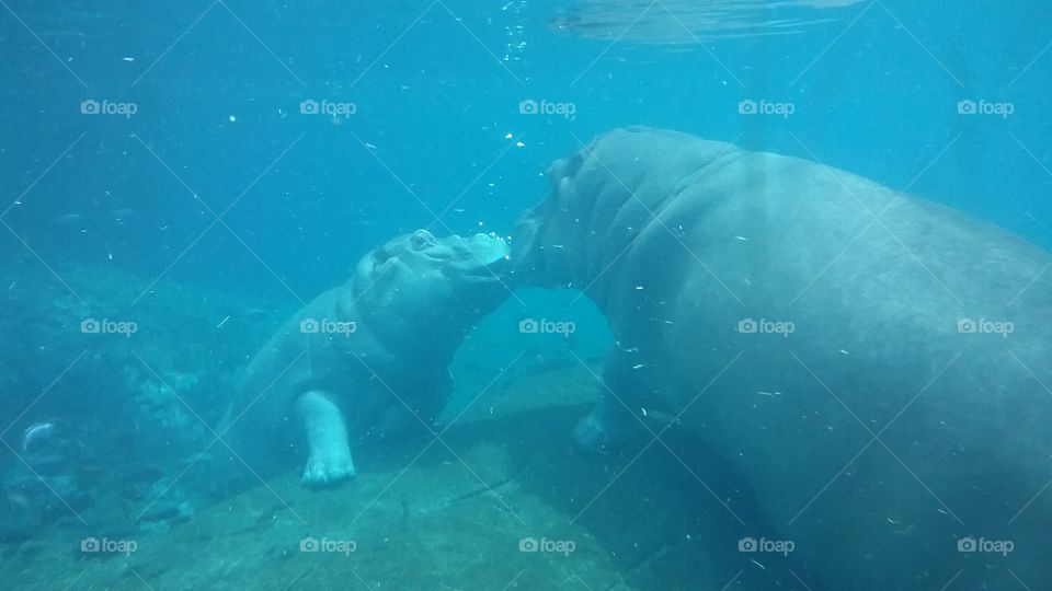 Hippo Mother and Baby