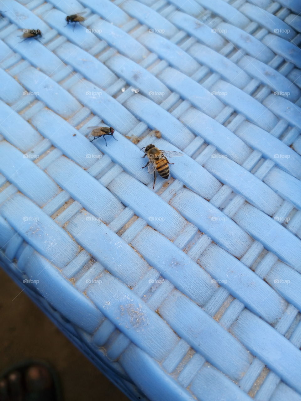 Bee vs Fly