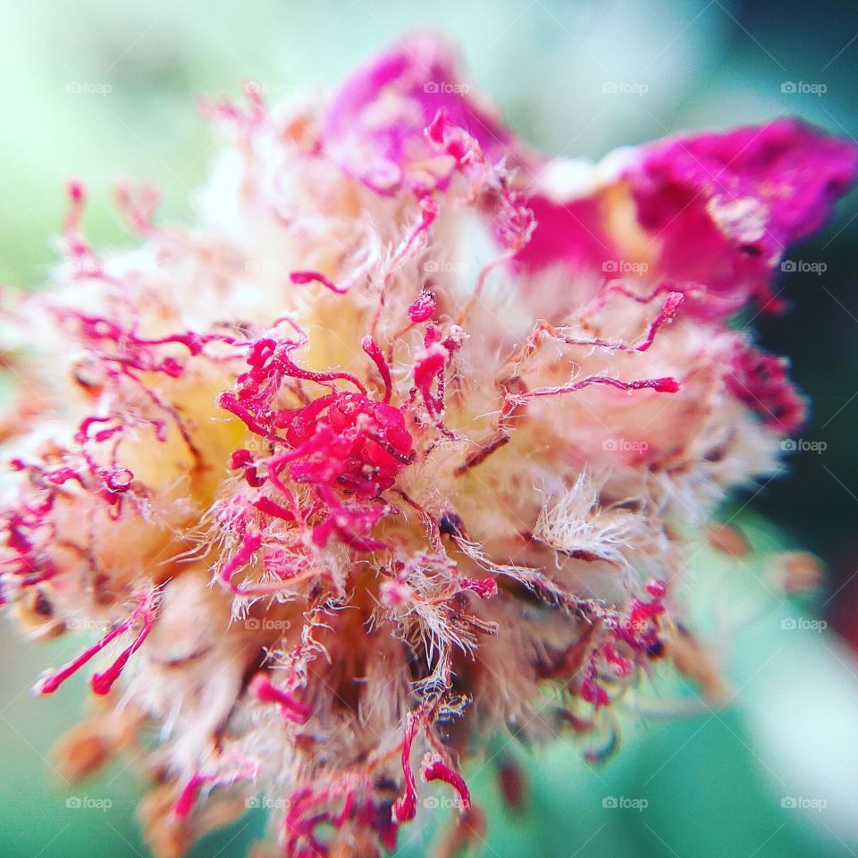 Close-up of dry flower